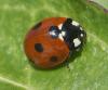 Coccinella septempunctata